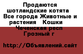 Продаются шотландские котята - Все города Животные и растения » Кошки   . Чеченская респ.,Грозный г.